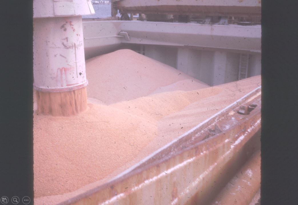 A photo from the Montana Wheat and Barley Committee at work in the 1960s and 1970s.