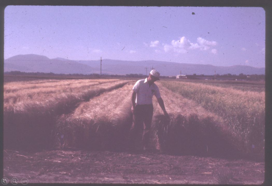A photo from the Montana Wheat and Barley Committee at work in the 1960s and 1970s.