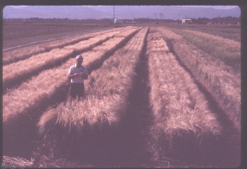A photo from the Montana Wheat and Barley Committee at work in the 1960s and 1970s.