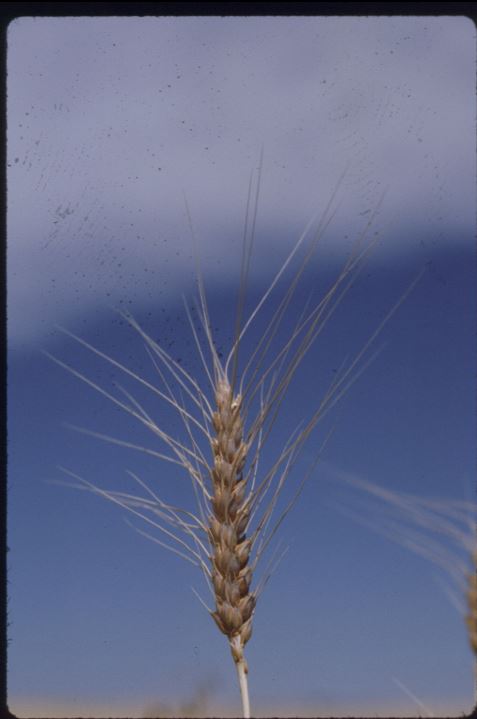 A photo from the Montana Wheat and Barley Committee at work in the 1990s.