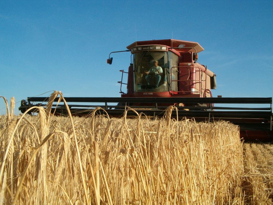 A photo from the Montana Wheat and Barley Committee at work in the 2000s (the oughts).