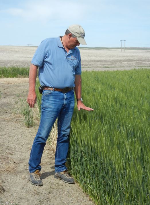 A photo from the Montana Wheat and Barley Committee at work in the 2000s (the oughts).