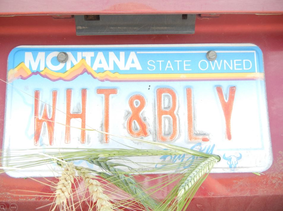 A photo from the Montana Wheat and Barley Committee at work in the 2010s.