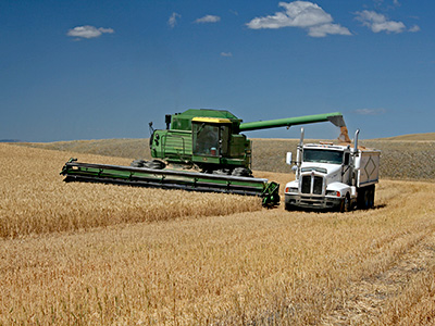 Winter wheat in Liberty County, Montana.