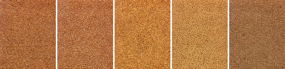 Montana Wheat Classes