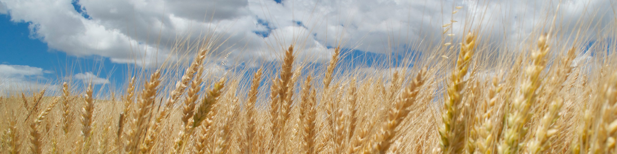 Wheat Header 1