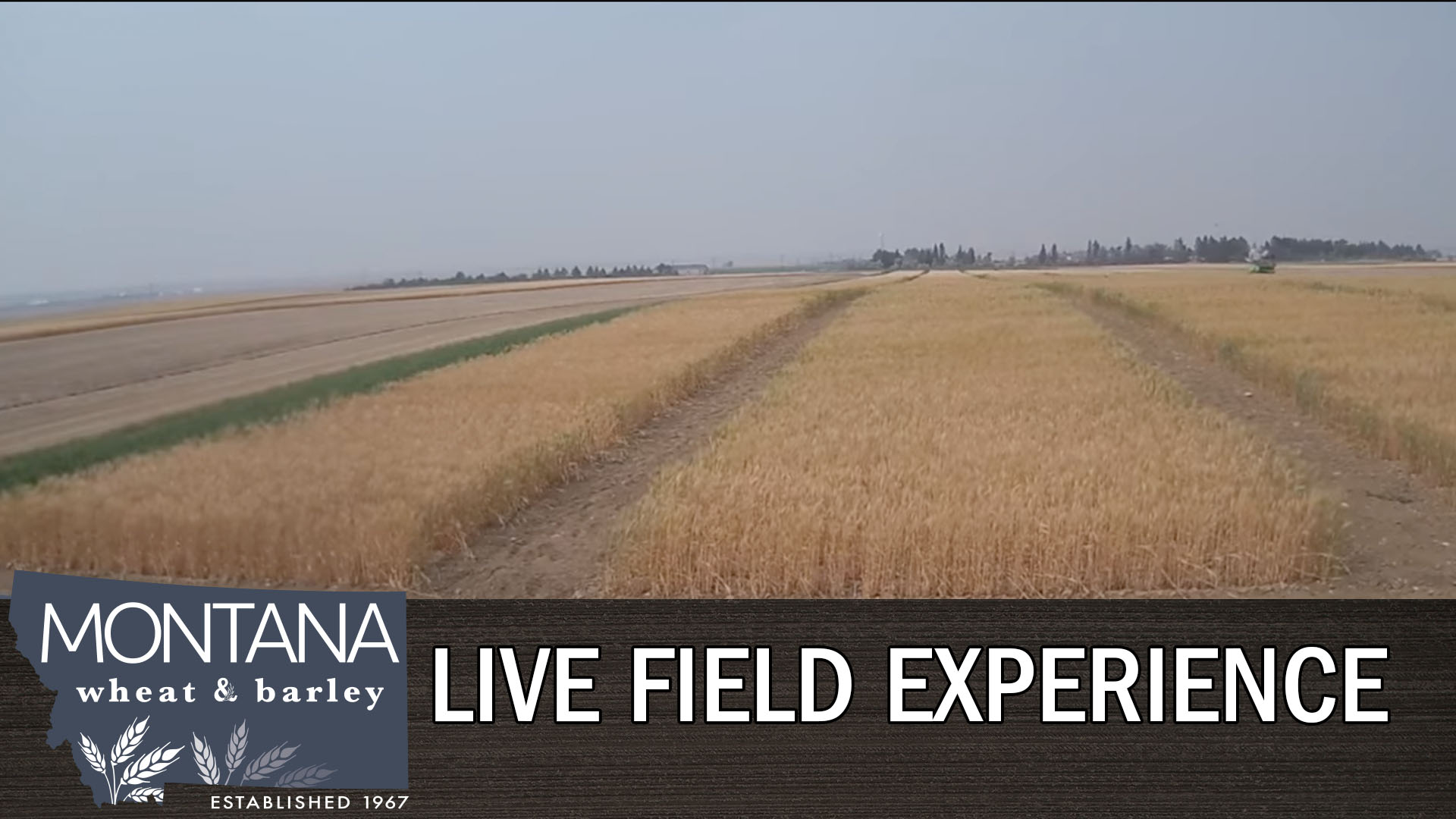 Live webcam screenshot of Spring Wheat