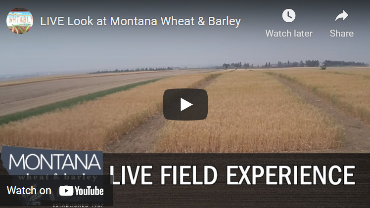 Live Field Experience on YouTube