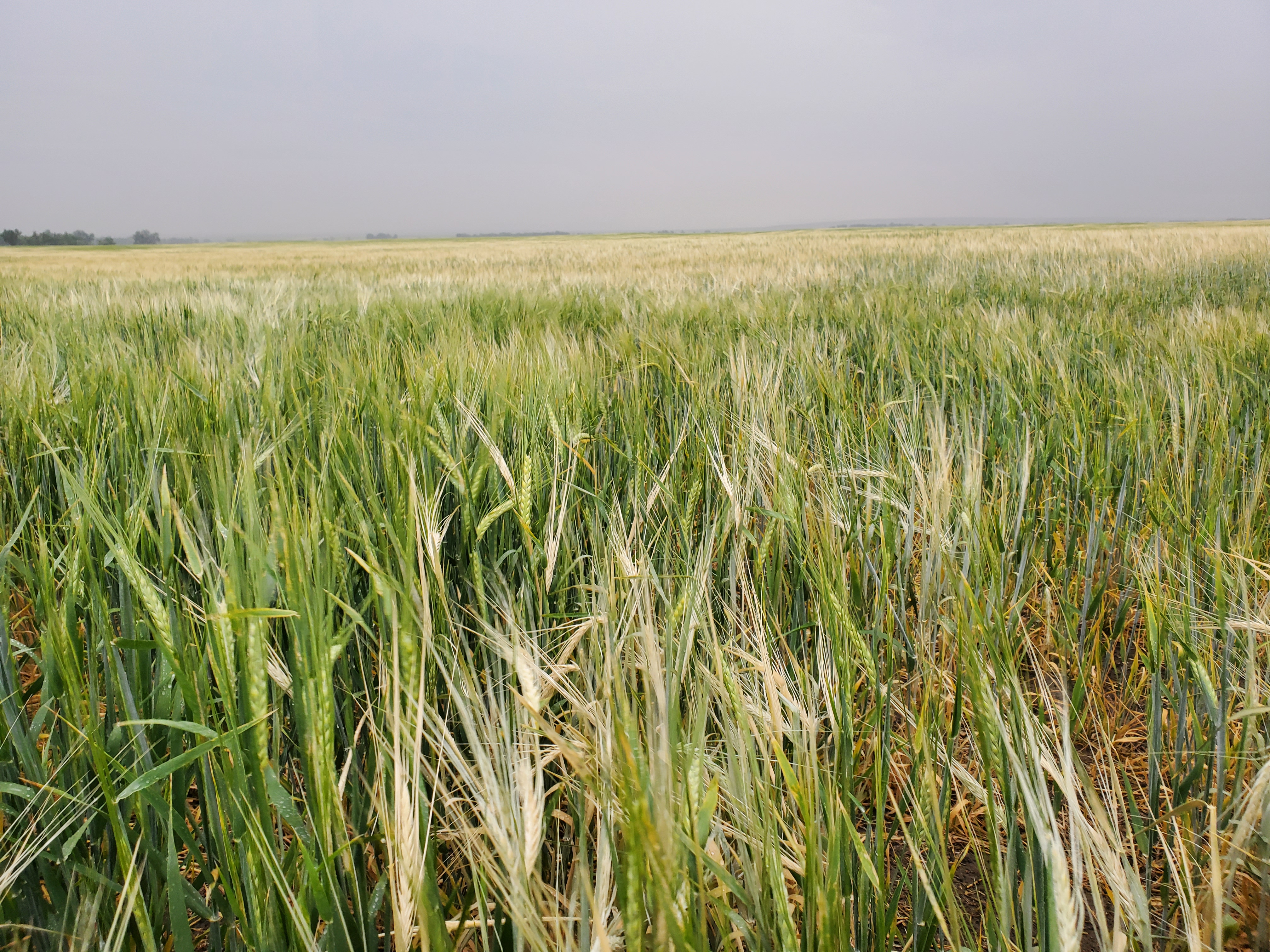 dryland barley