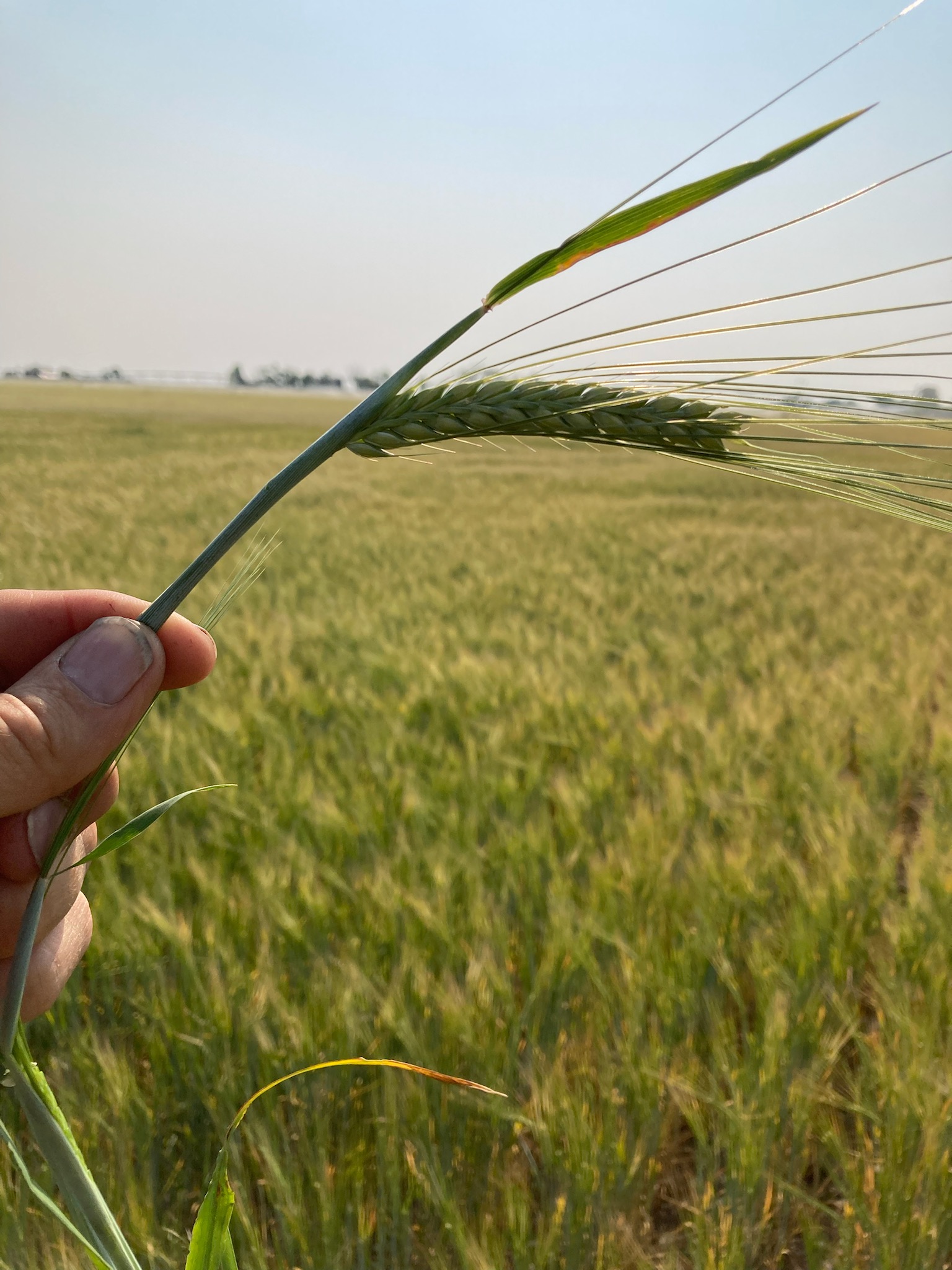 irrigated barley