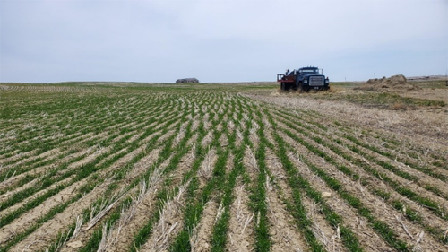 MT Farm Field near Broadview