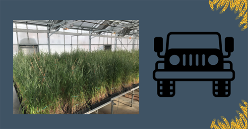 Montana State University Test Pilots