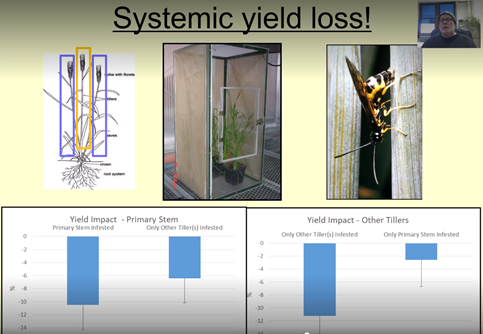 Saw Fly Systemic yield loss - Photo by Jackson Strand