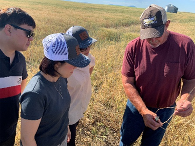 South Korea trade team viewing wheat