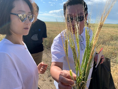 South Korea trade team viewing wheat up close