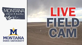 Live Field Camera Image