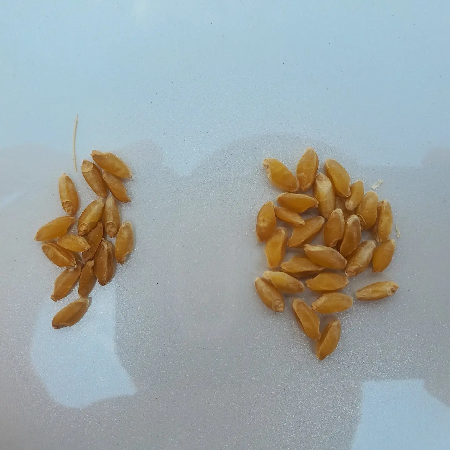 durum kernels