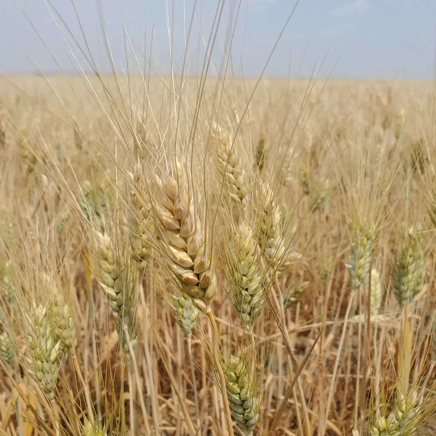 durum-in-field-7-27-21