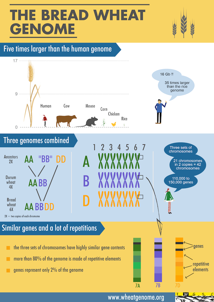 iwgsc-wheat-genome-infographic_740px.png