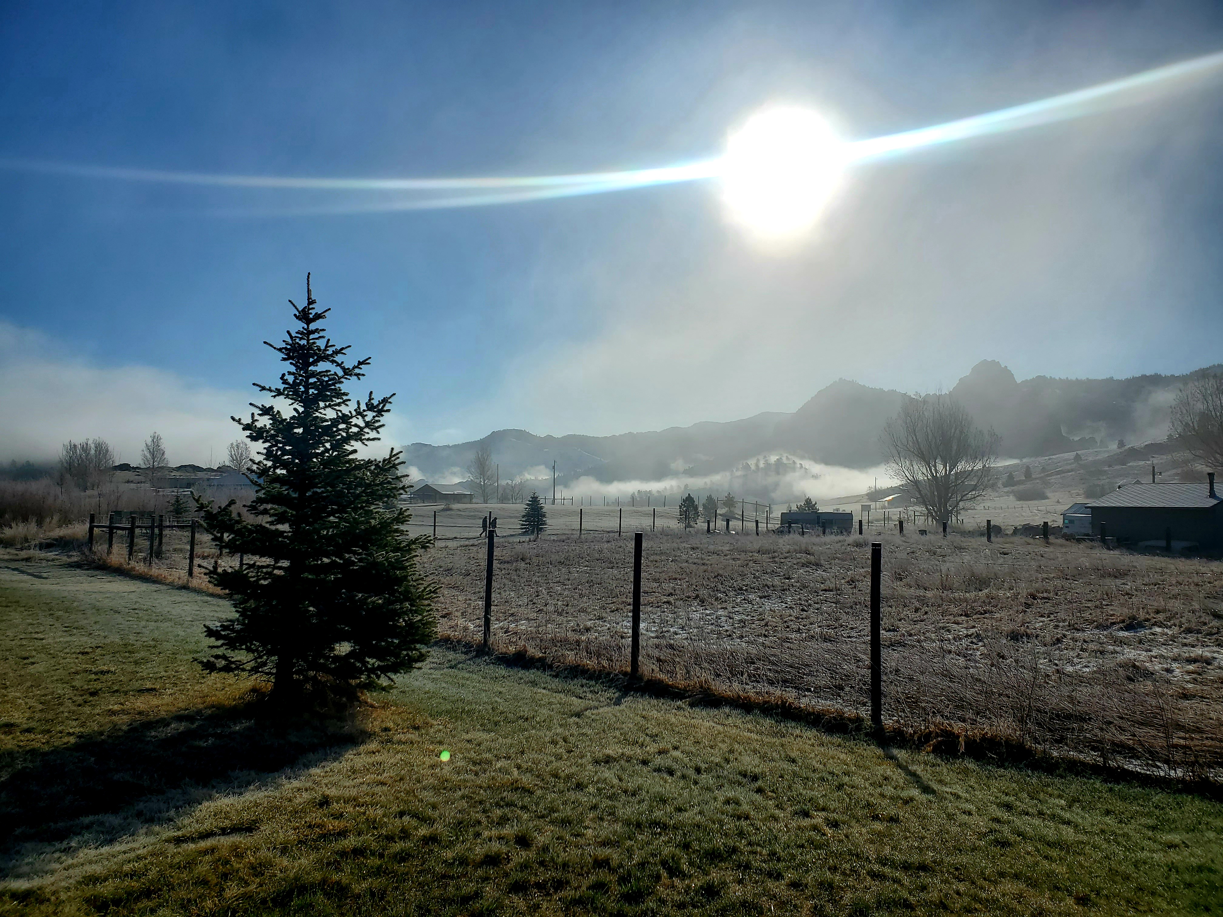 Pine Tree in Sunrise