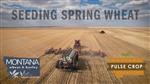 Seeding Spring Wheat