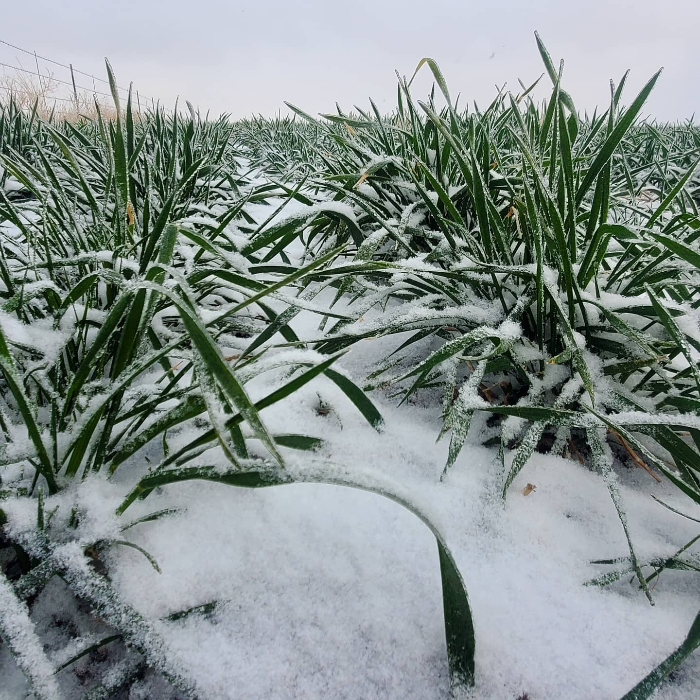 snow-barley.jpg
