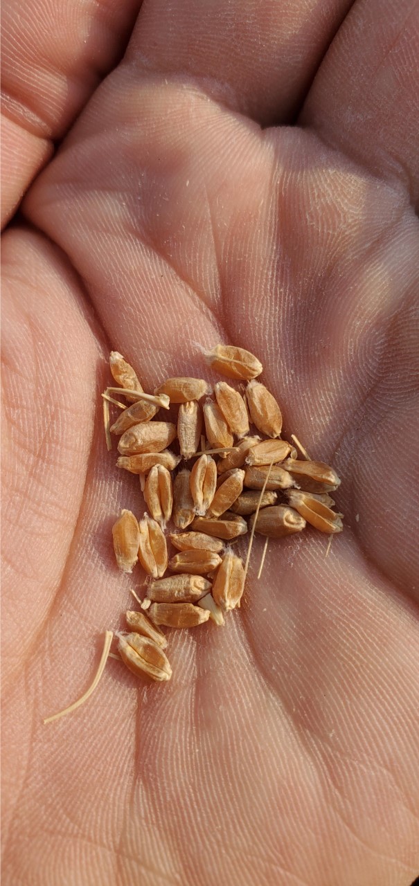 hand threshed winter wheat