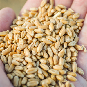 wheat-kernals-in-hand.jpg