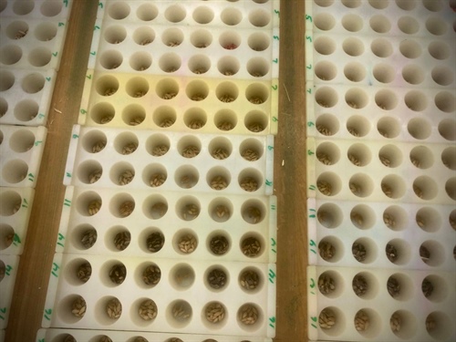 Sample tray