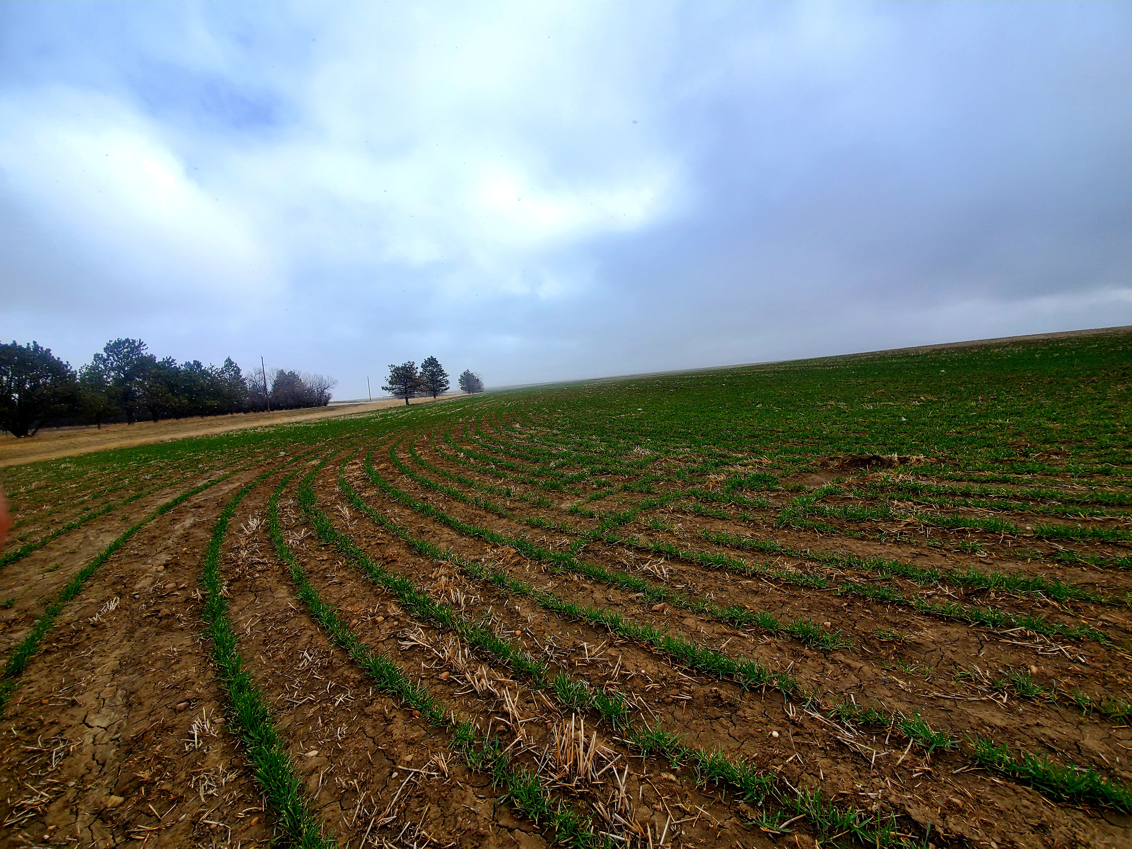 winter wheat panting rows