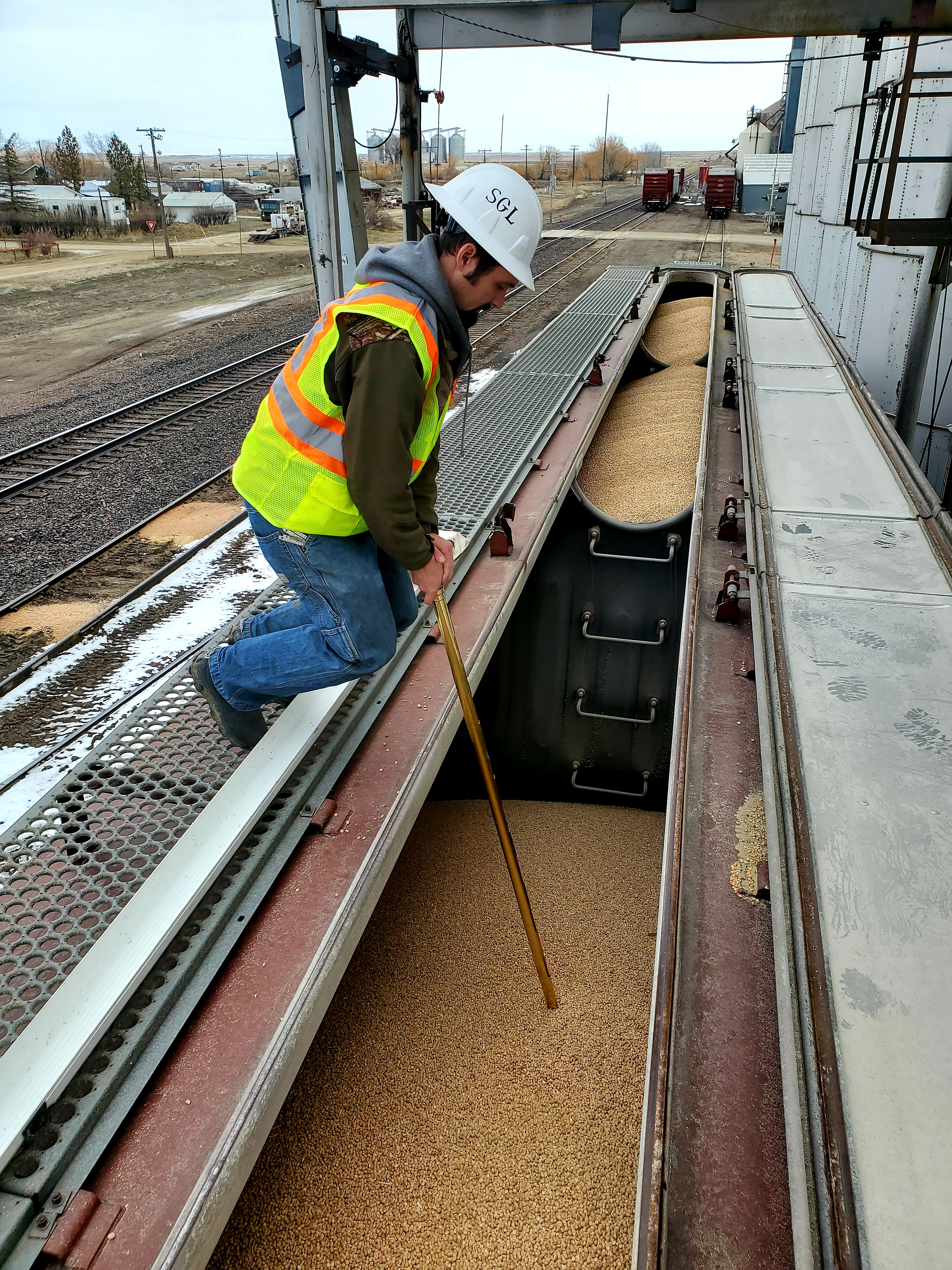 Worker taking Wheat sample