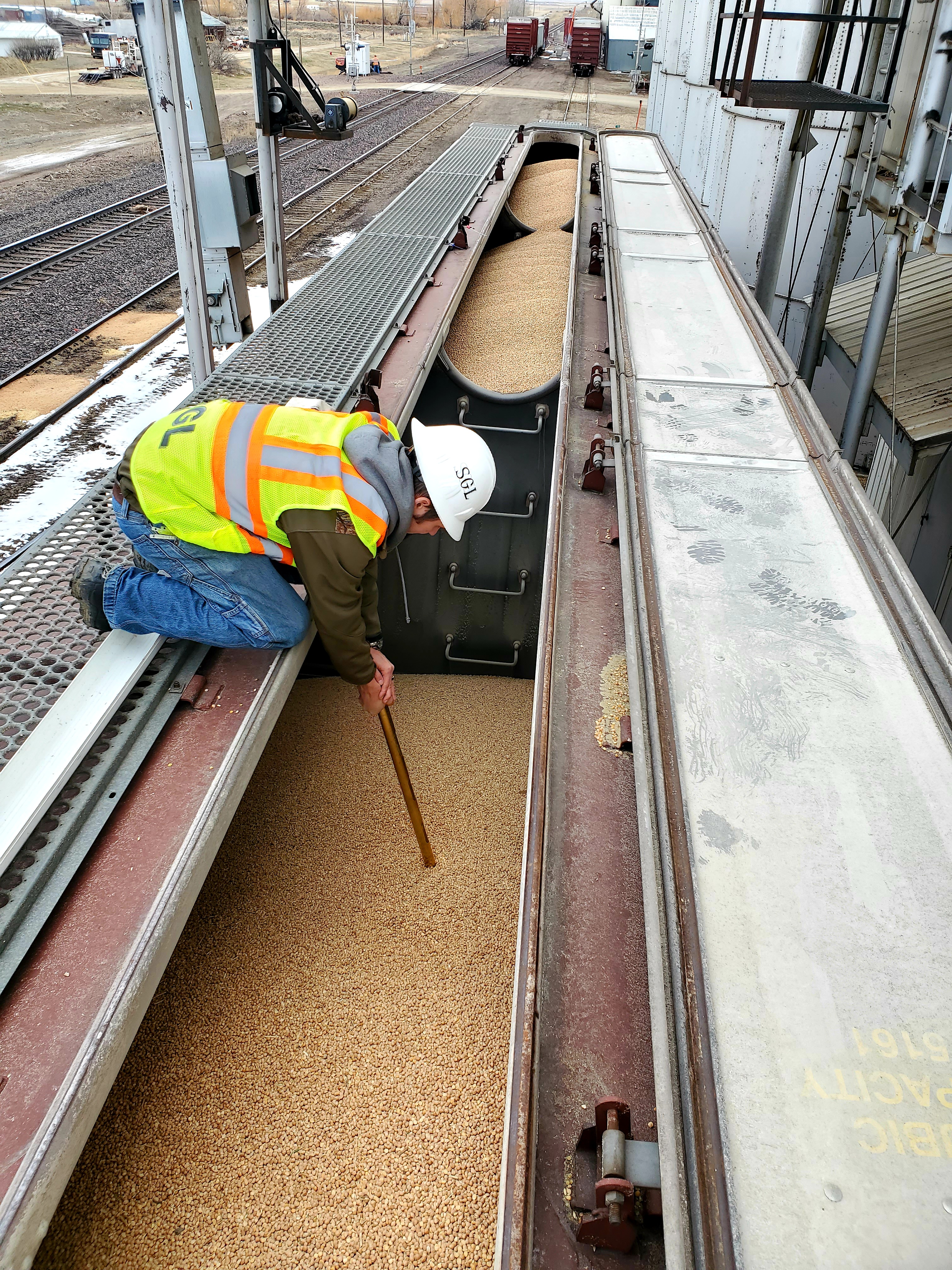 Worker Taking Wheat Smaple 2